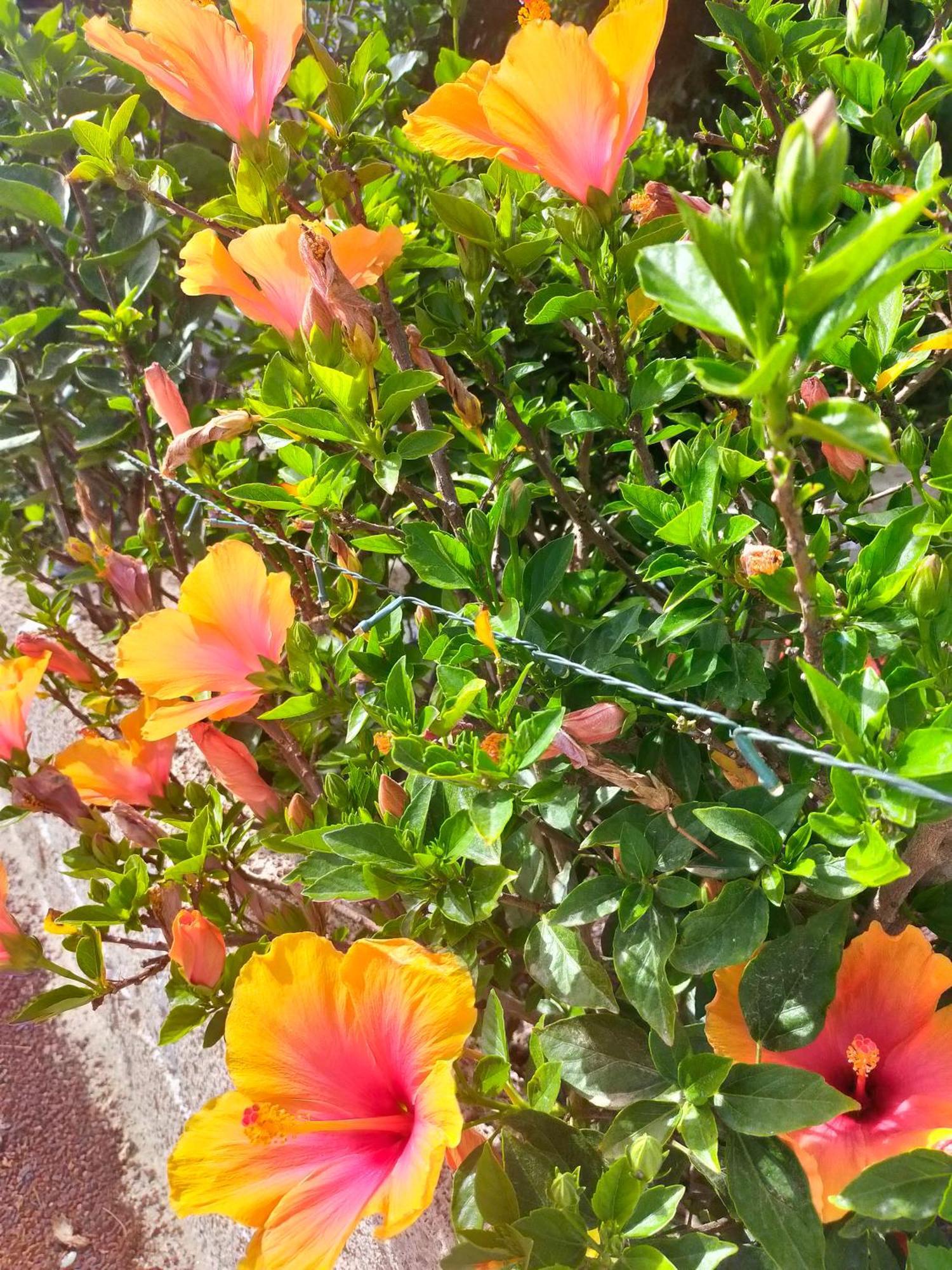 Villa Daita 1 Granadilla de Abona Szoba fotó